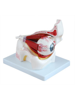 EYE WITH ORBIT MODEL